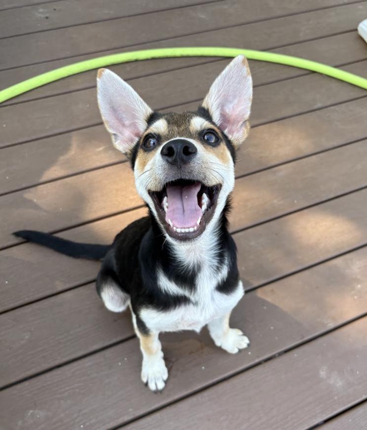 Silo, an adopted Mixed Breed in Franklin, TN image 2/4