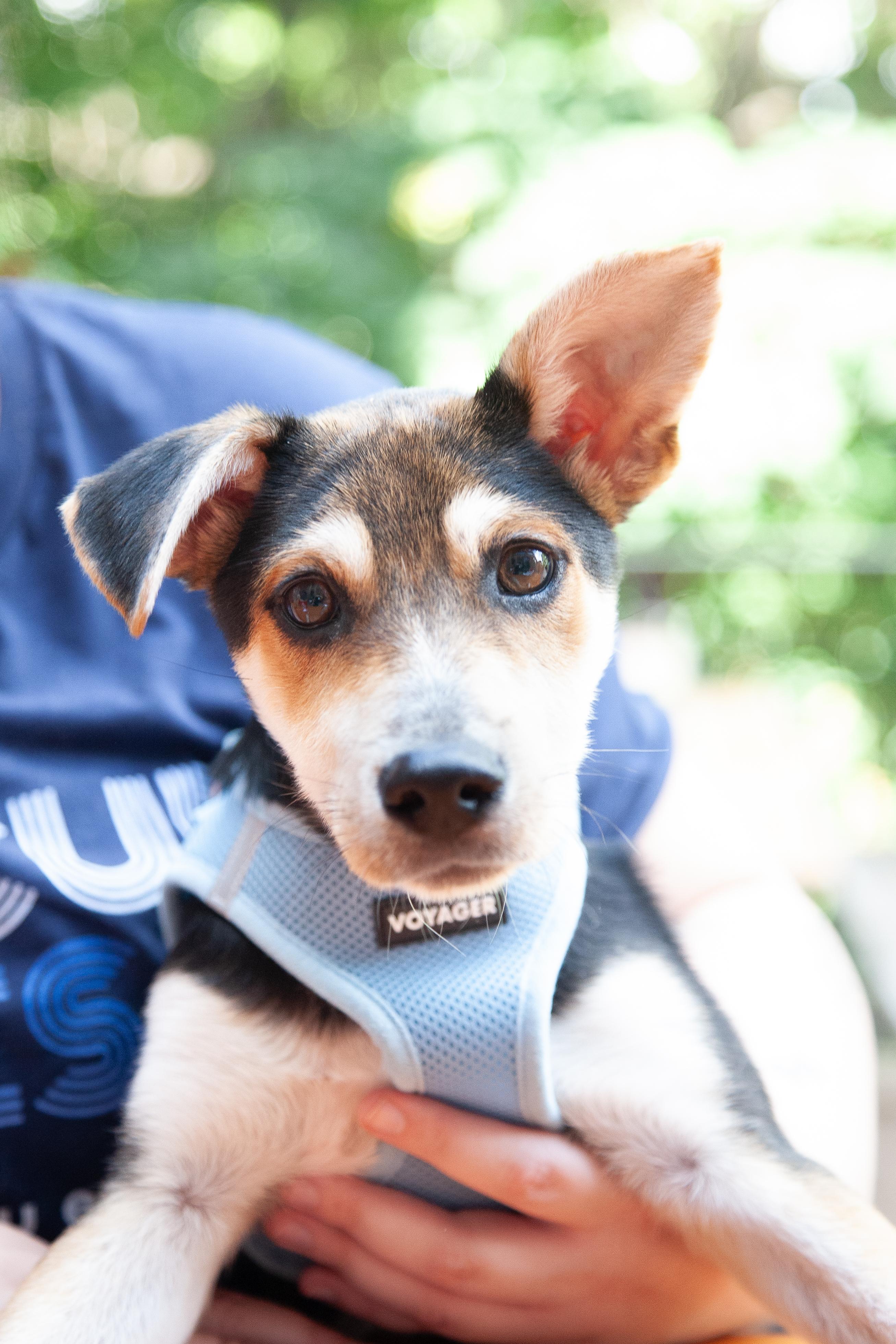 Silo, adopted, Puppy Male Mixed Breed.