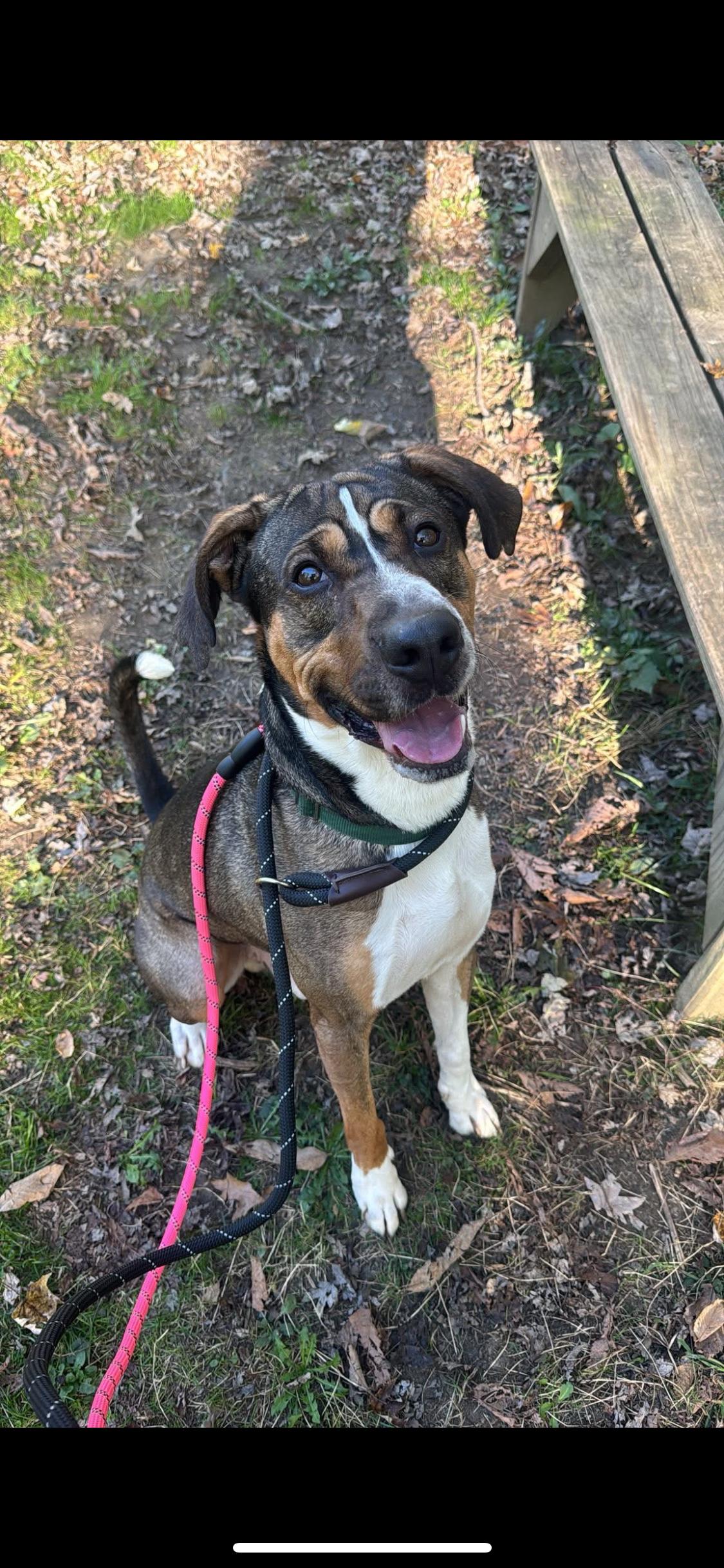 Enlarge Link, a Adoptable Mixed Breed in Warren, OH image 1/2