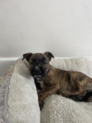 Spice, Adoptable, Young Female Terrier & Mixed Breed.