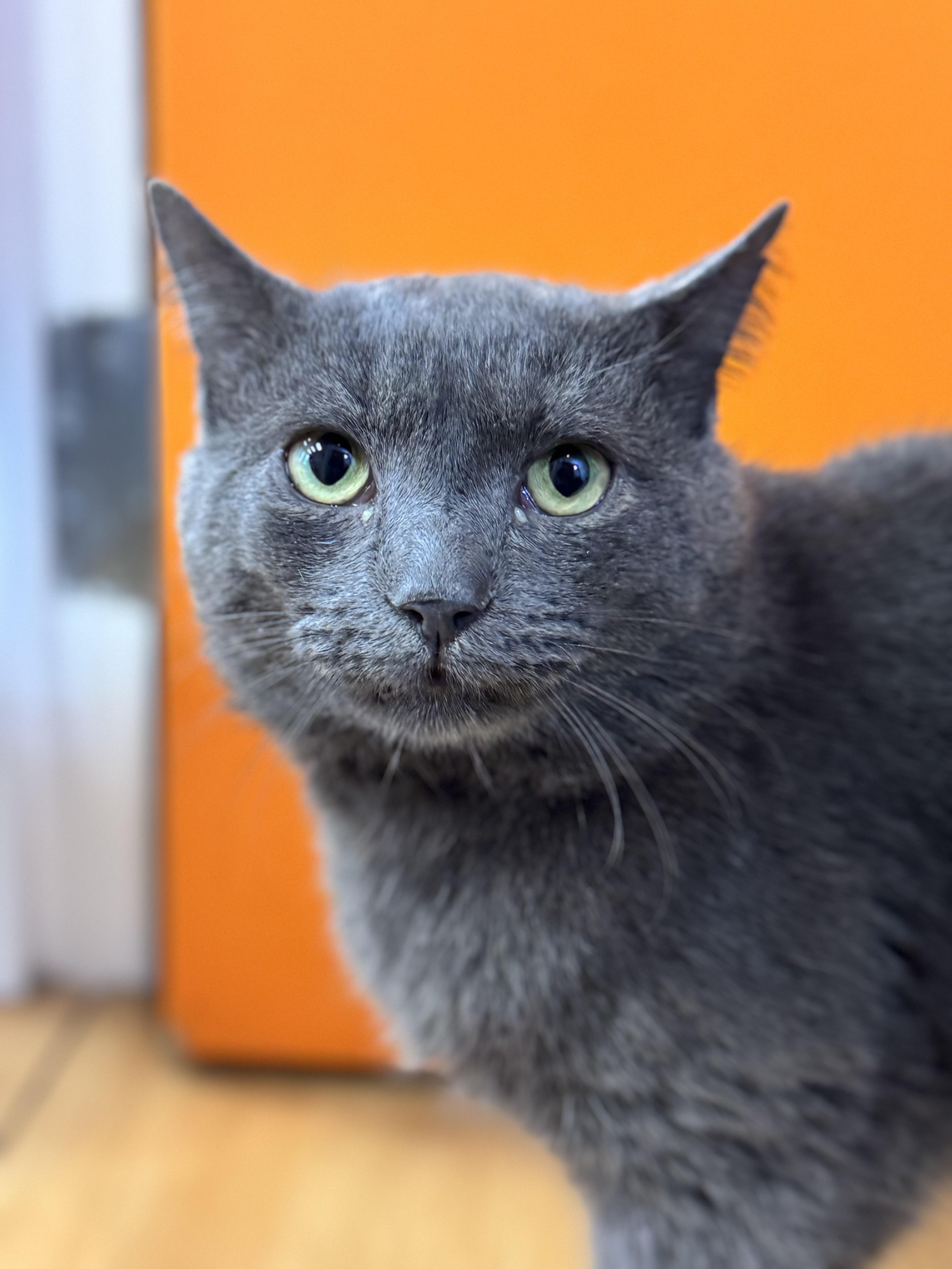 Enlarge Damien, a ADOPTABLE Domestic Short Hair in North Haven, CT image 2/2