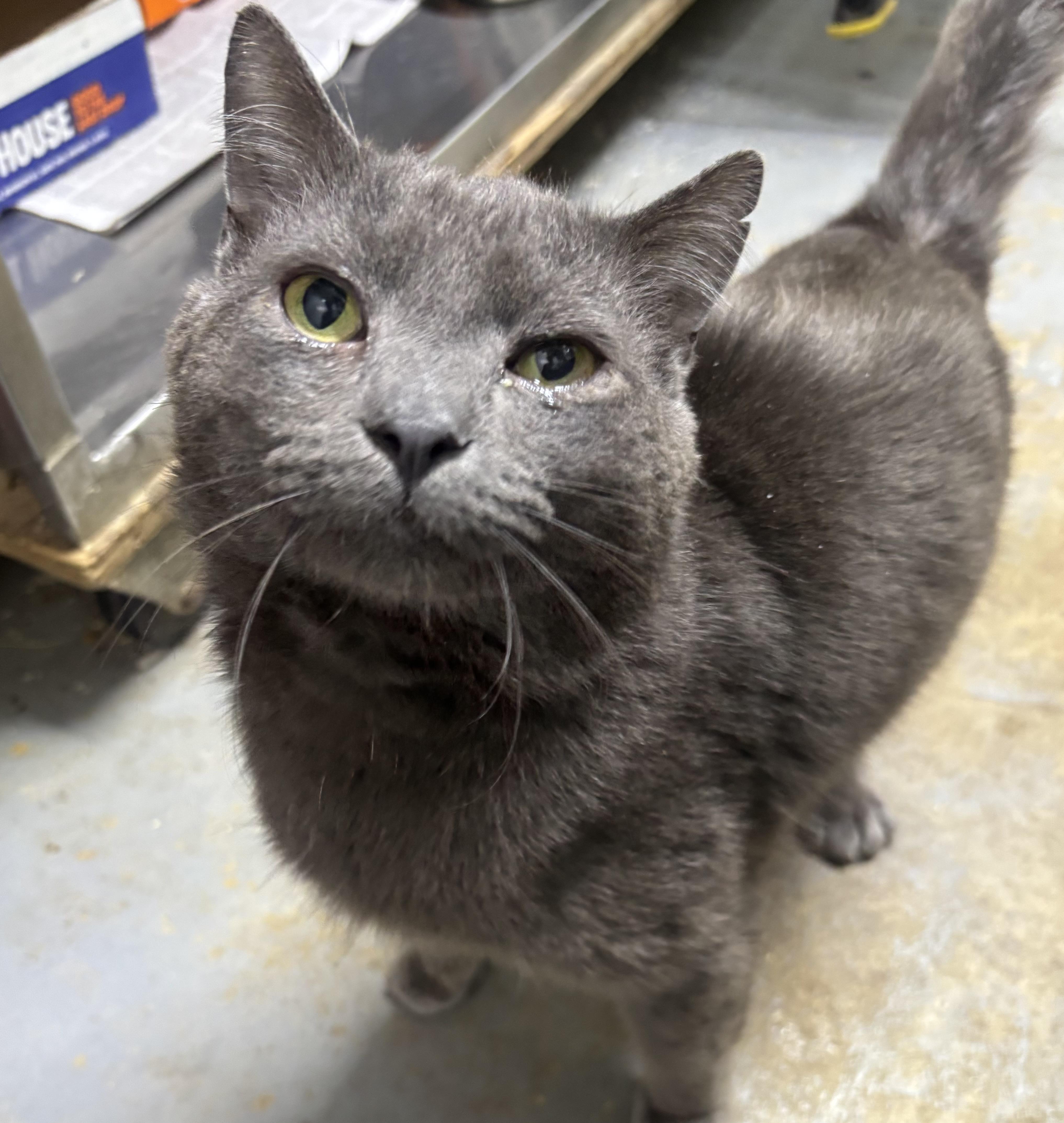 Damien, ADOPTABLE, Young Male Domestic Short Hair.