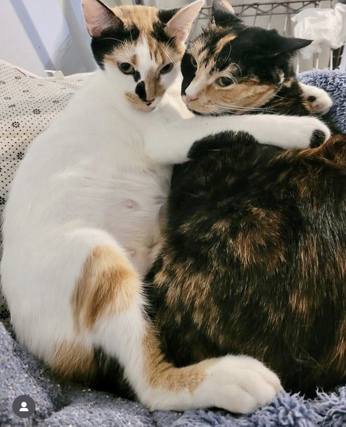 Phyllis, a Adoptable Tortoiseshell in Port Wentworth, GA image 4/4