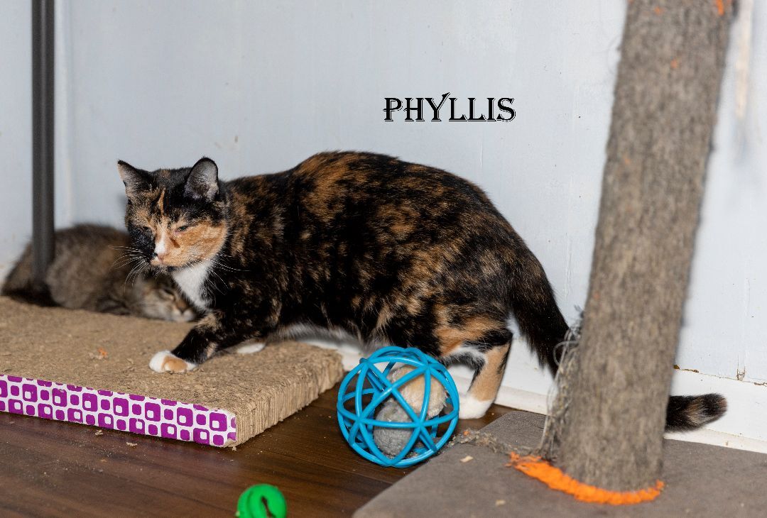 Phyllis, a Adoptable Tortoiseshell in Port Wentworth, GA image 1/4