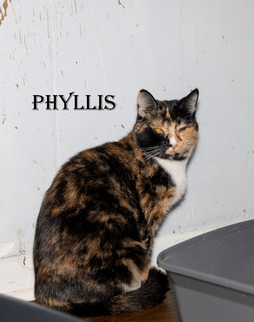 Phyllis, a Adoptable Tortoiseshell in Port Wentworth, GA image 2/4