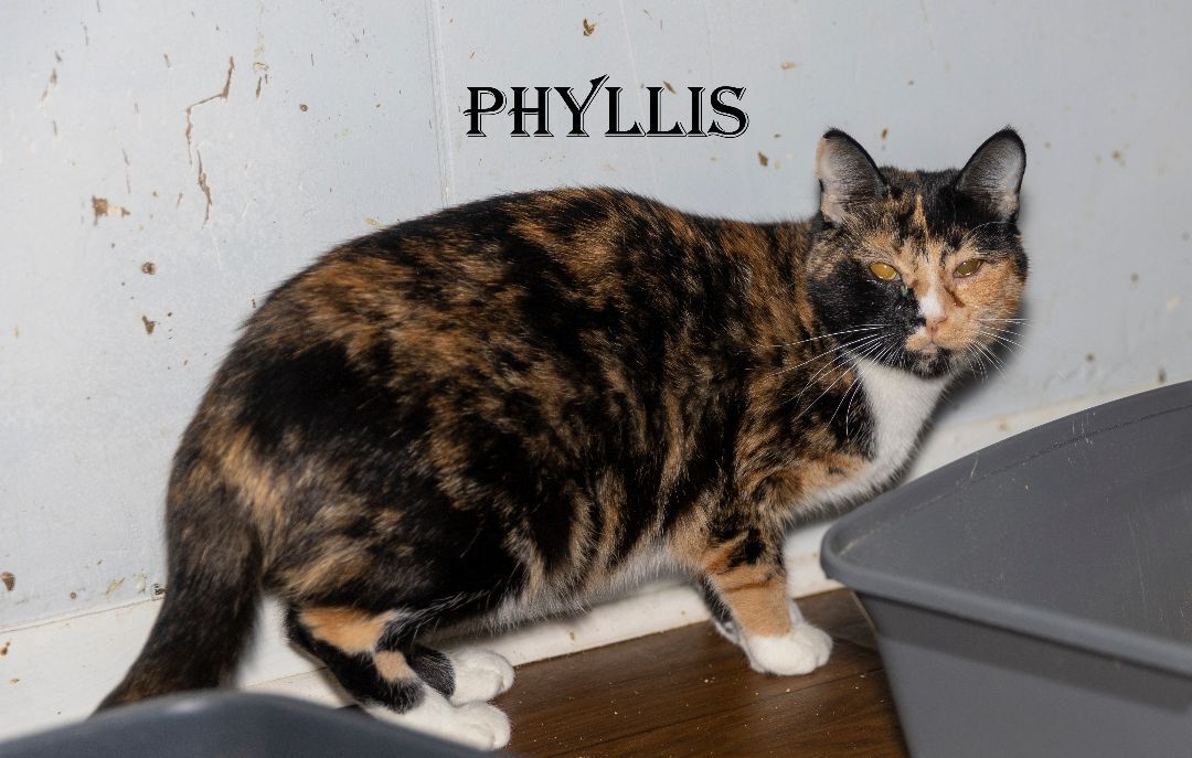 Phyllis, a Adoptable Tortoiseshell in Port Wentworth, GA image 3/4