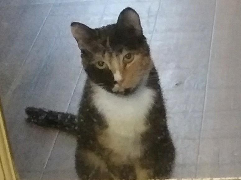 Phyllis, adoptable, Adult Female Calico.