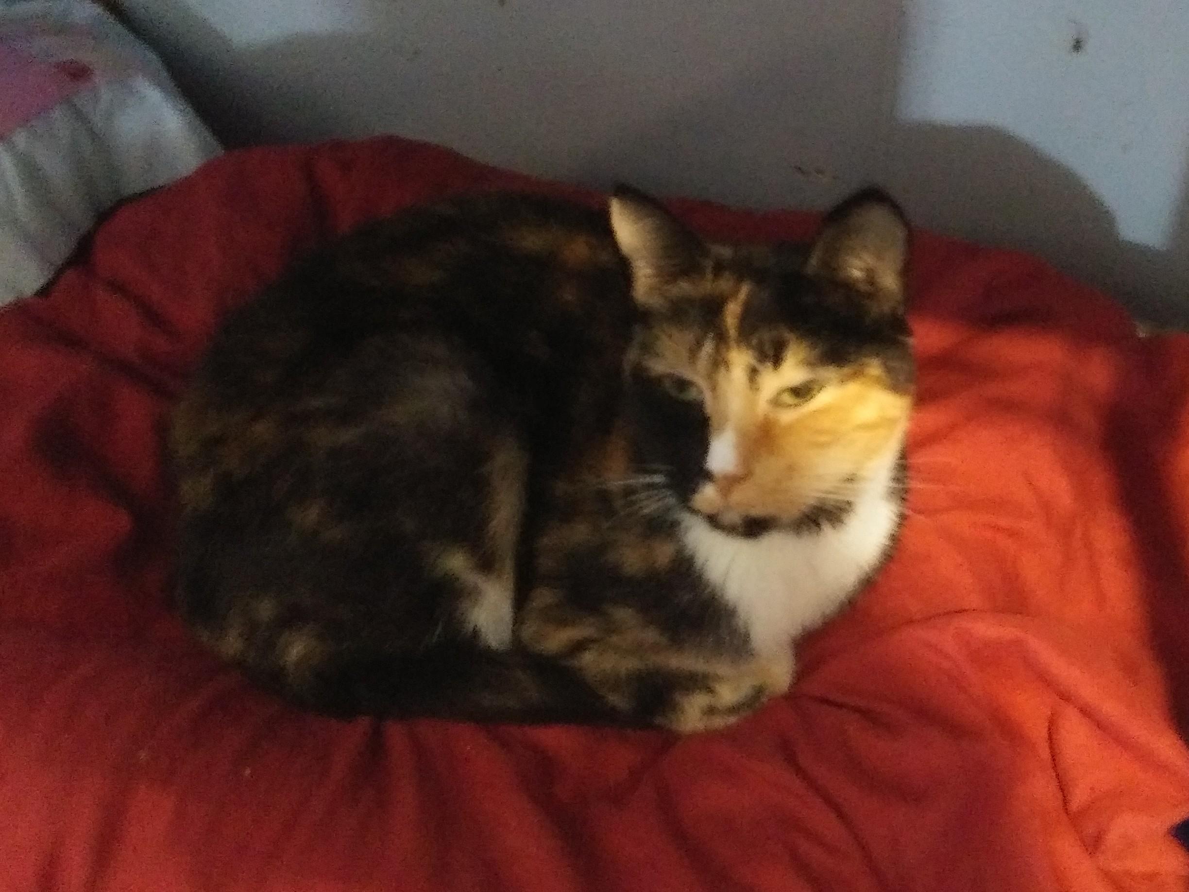 Phyllis, adoptable, Adult Female Calico.