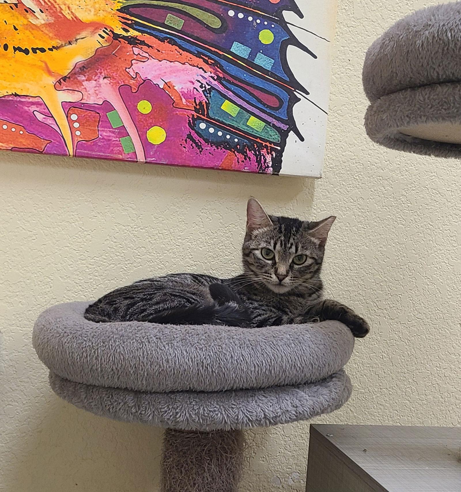 Aurora Borealis, Adoptable, Adult Female Domestic Short Hair.