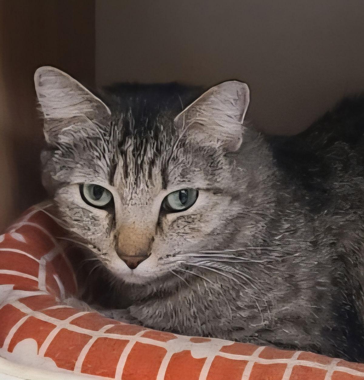 Enlarge Aurora Borealis, a Adoptable Domestic Short Hair in Phoenix, AZ image 2/3