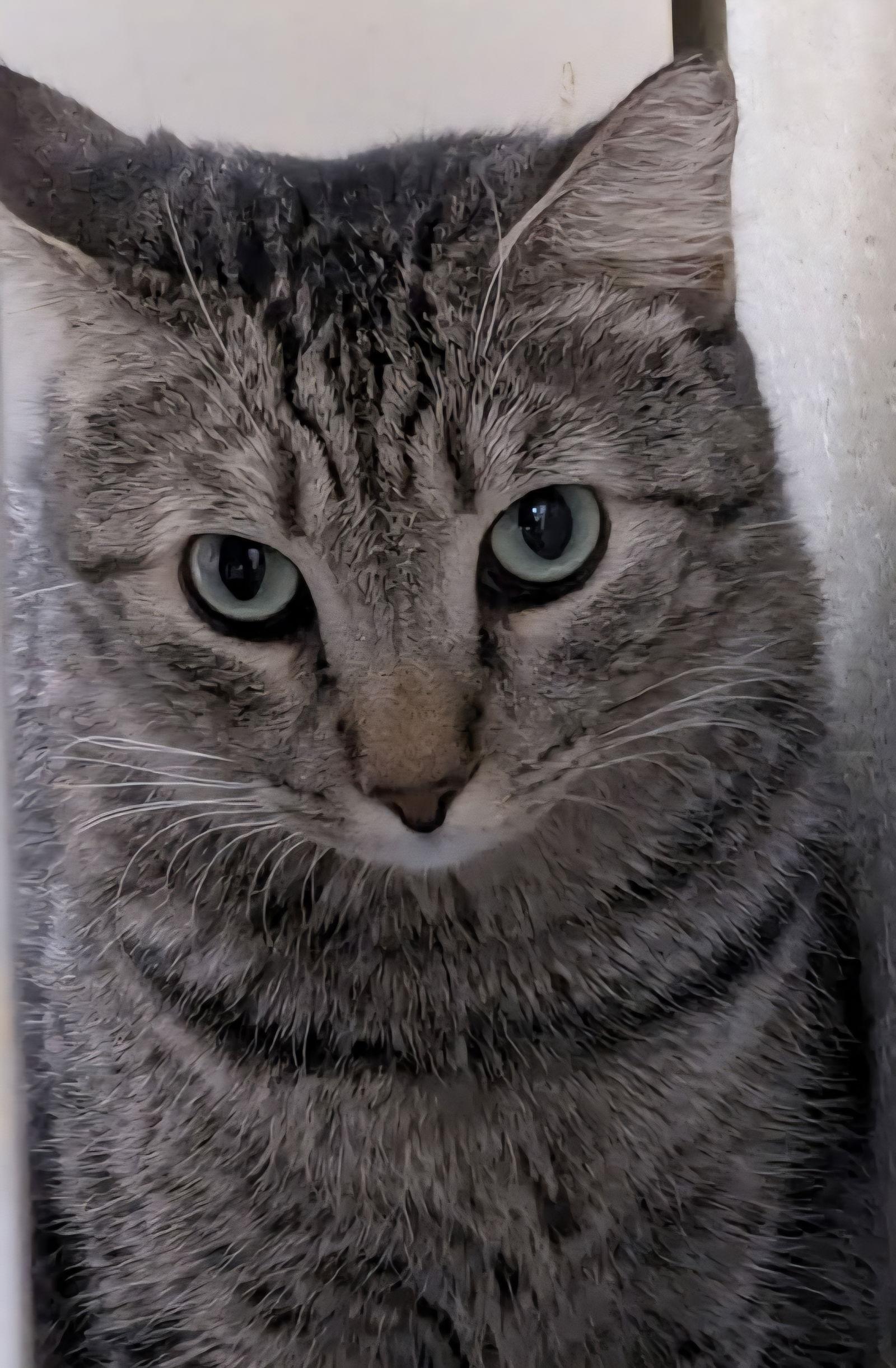 Enlarge Aurora Borealis, a Adoptable Domestic Short Hair in Phoenix, AZ image 3/3