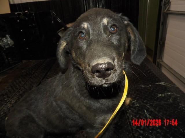 Keeta, Adoptable, Young Female Mixed Breed.