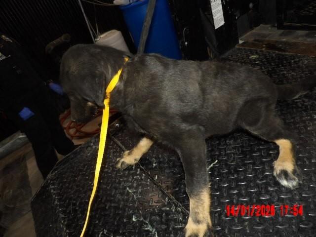 Enlarge Keeta, a Adoptable Mixed Breed in Hobbs, NM image 2/6