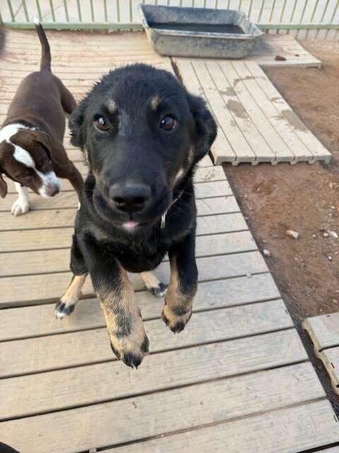 Enlarge Keeta, a Adoptable Mixed Breed in Hobbs, NM image 3/6