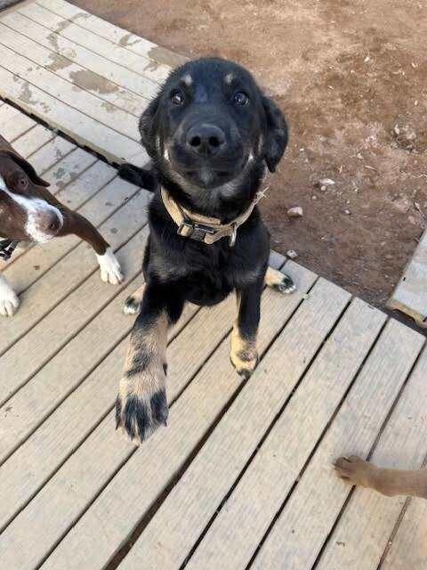 Enlarge Keeta, a Adoptable Mixed Breed in Hobbs, NM image 4/6