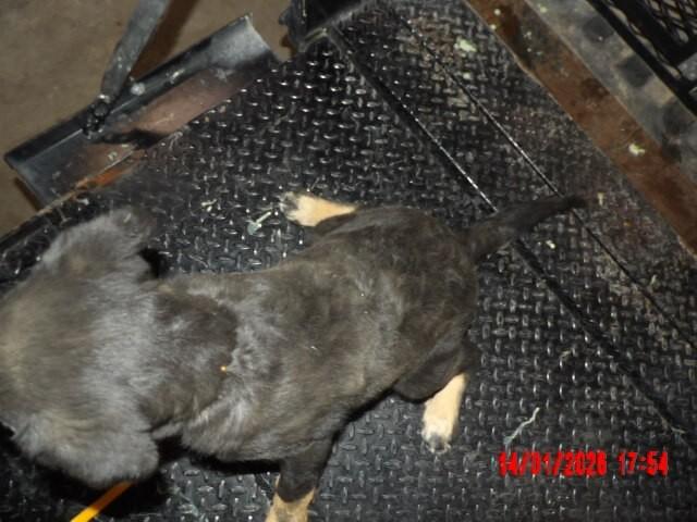 Enlarge Keeta, a Adoptable Mixed Breed in Hobbs, NM image 5/6