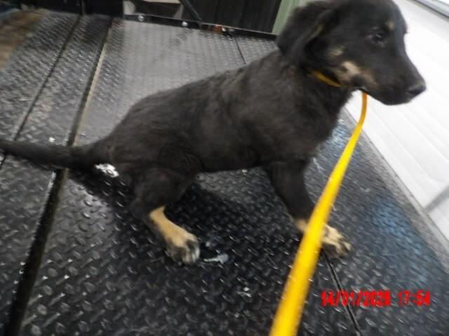 Enlarge Keeta, a Adoptable Mixed Breed in Hobbs, NM image 6/6