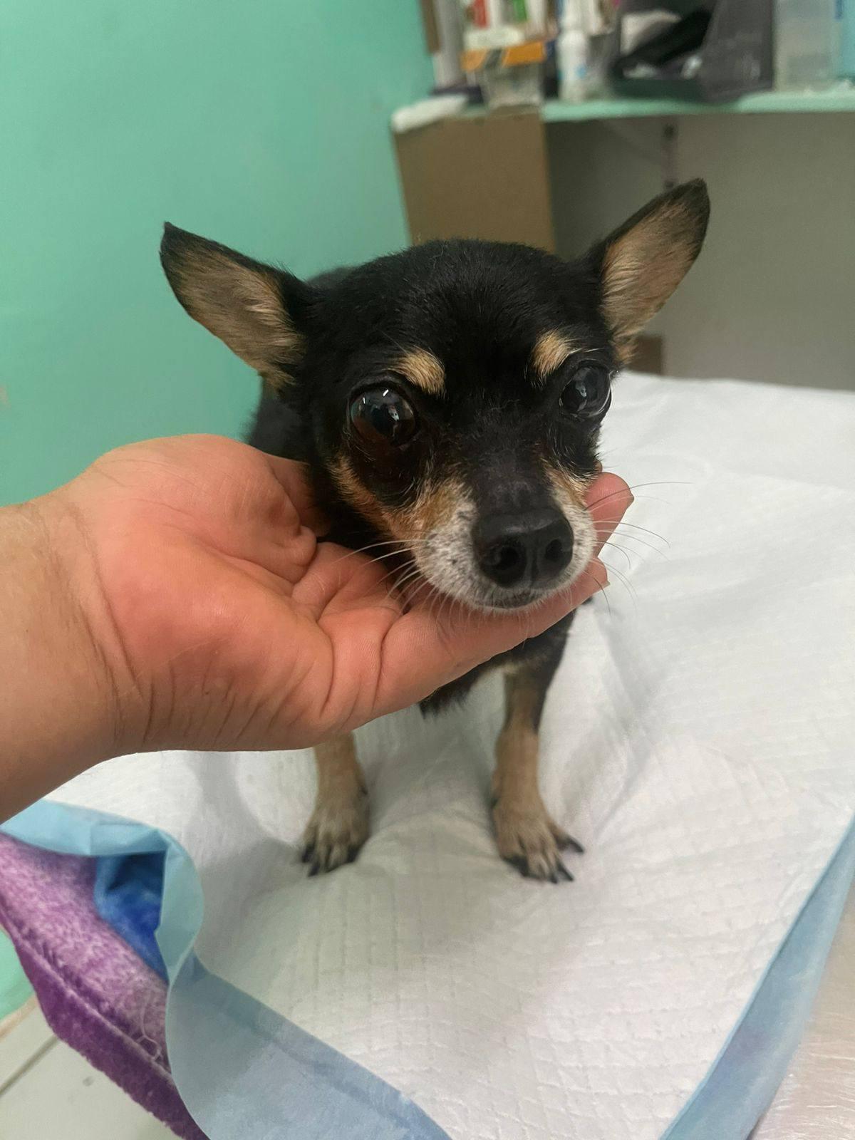 Fritz, Adult Male Chihuahua