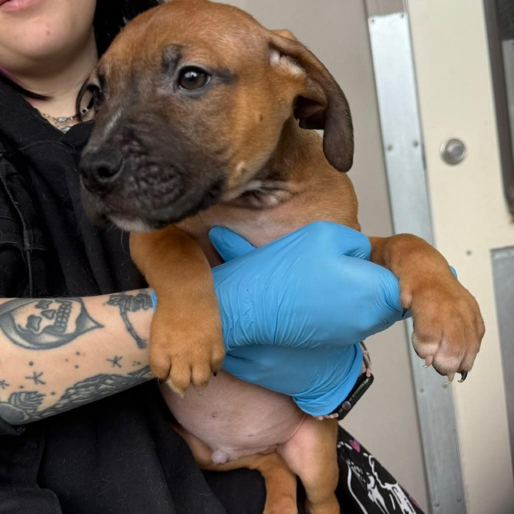 Timothee, Adoptable, Puppy Male Pit Bull Terrier.