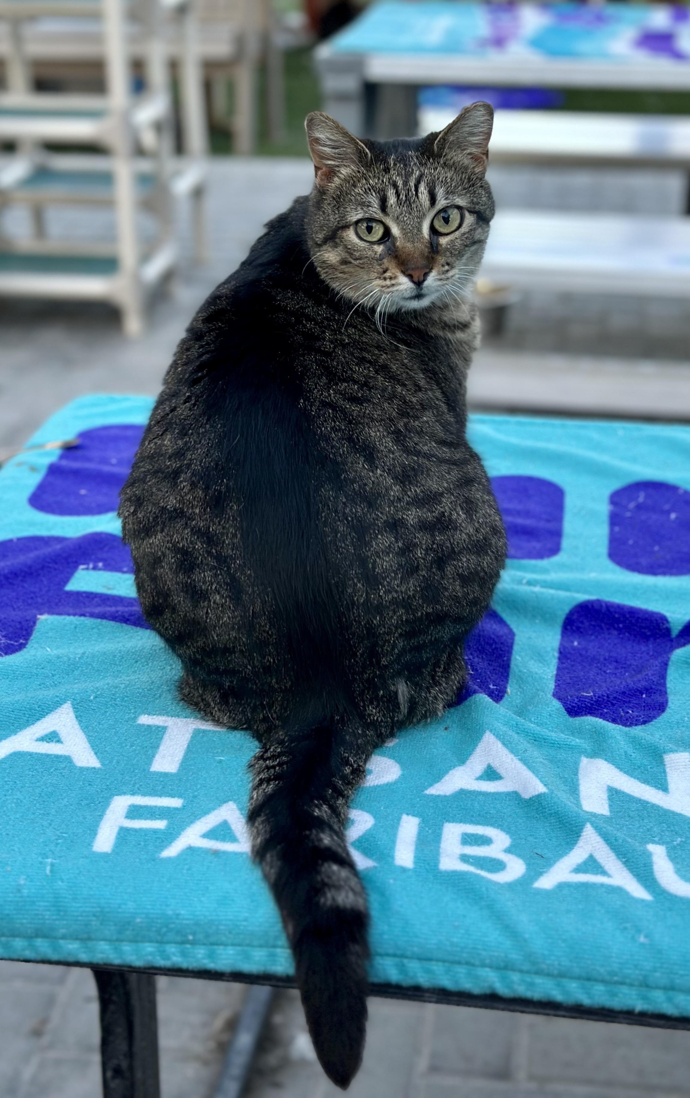 Enlarge Cupcake , a ADOPTABLE Domestic Short Hair in Faribault, MN image 2/4