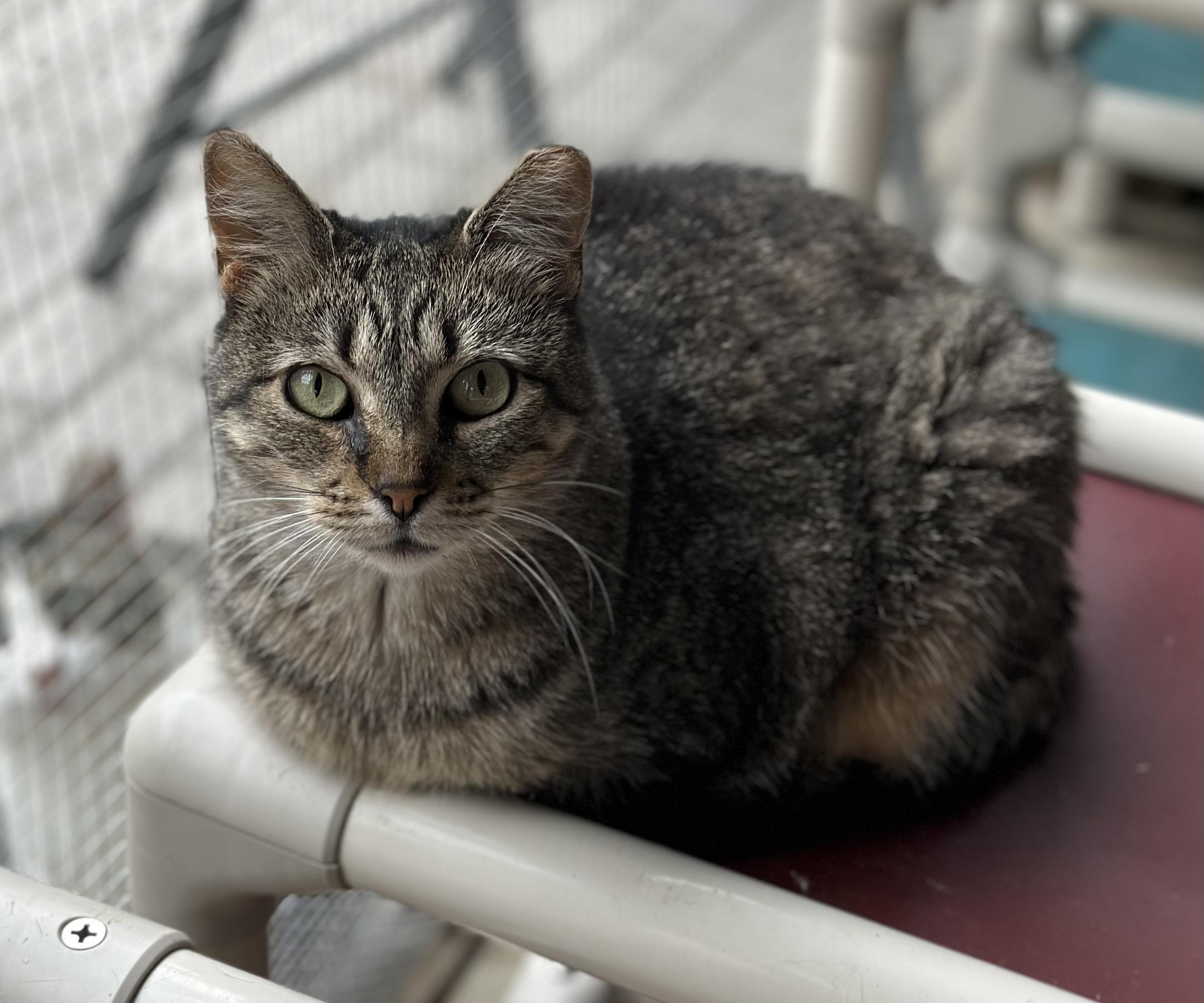 Enlarge Cupcake , a ADOPTABLE Domestic Short Hair in Faribault, MN image 4/4