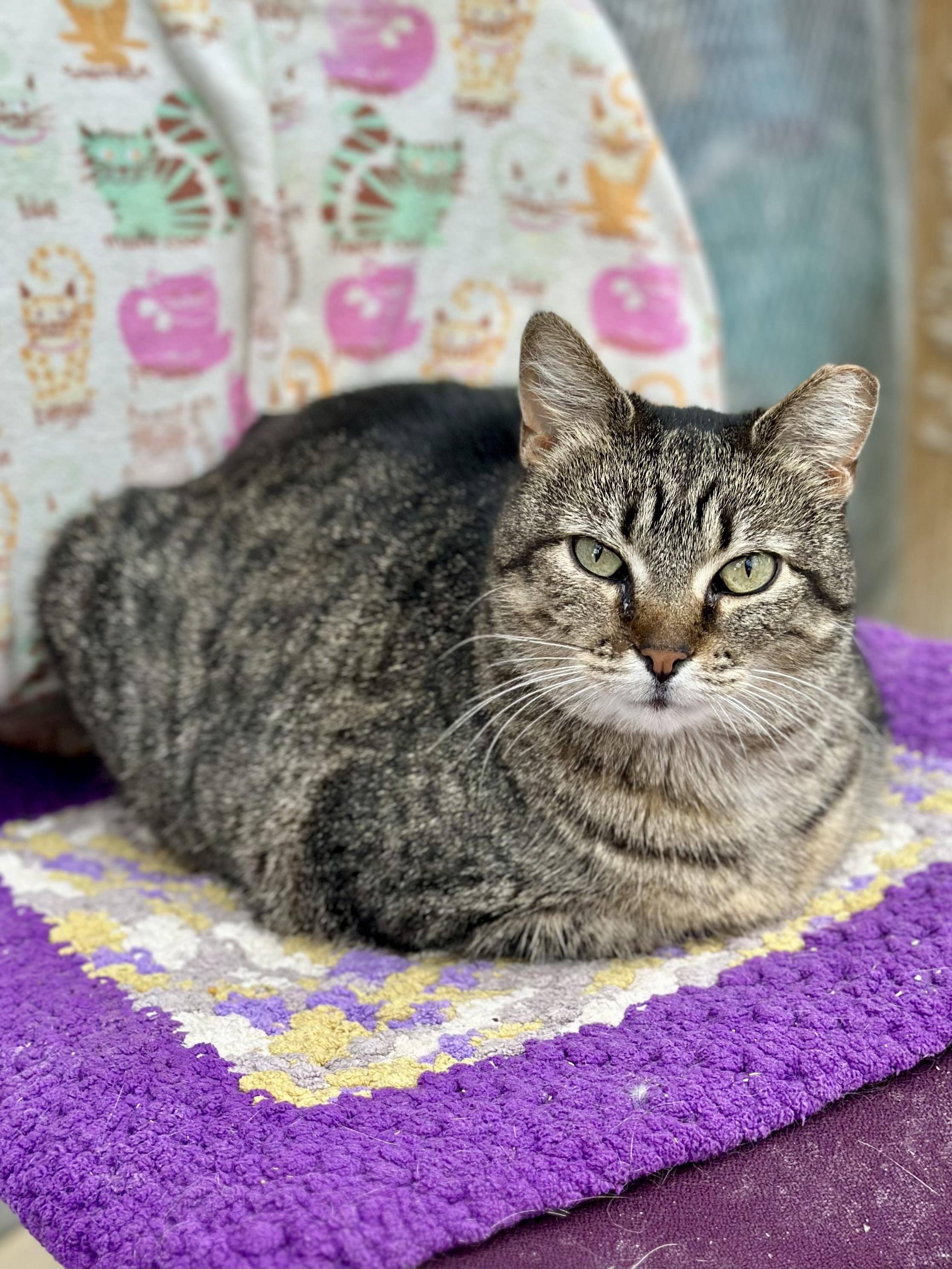 Enlarge Cupcake , a ADOPTABLE Domestic Short Hair in Faribault, MN image 3/4