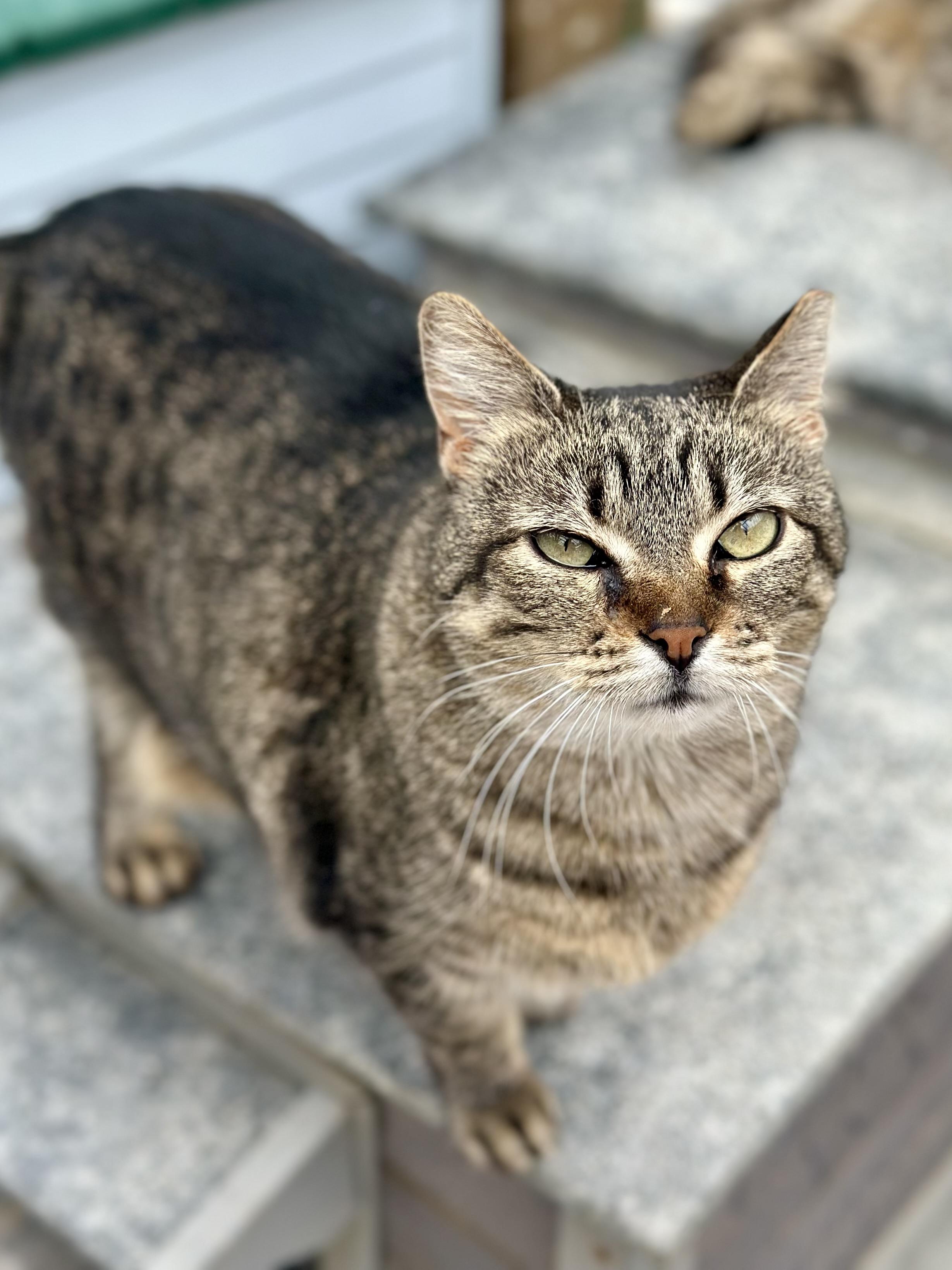 Cupcake , ADOPTABLE, Senior Female Domestic Short Hair.