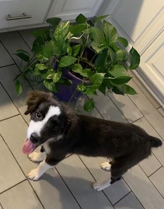 Enlarge Abbott, an adopted Australian Shepherd in Oklahoma City, OK image 1/1