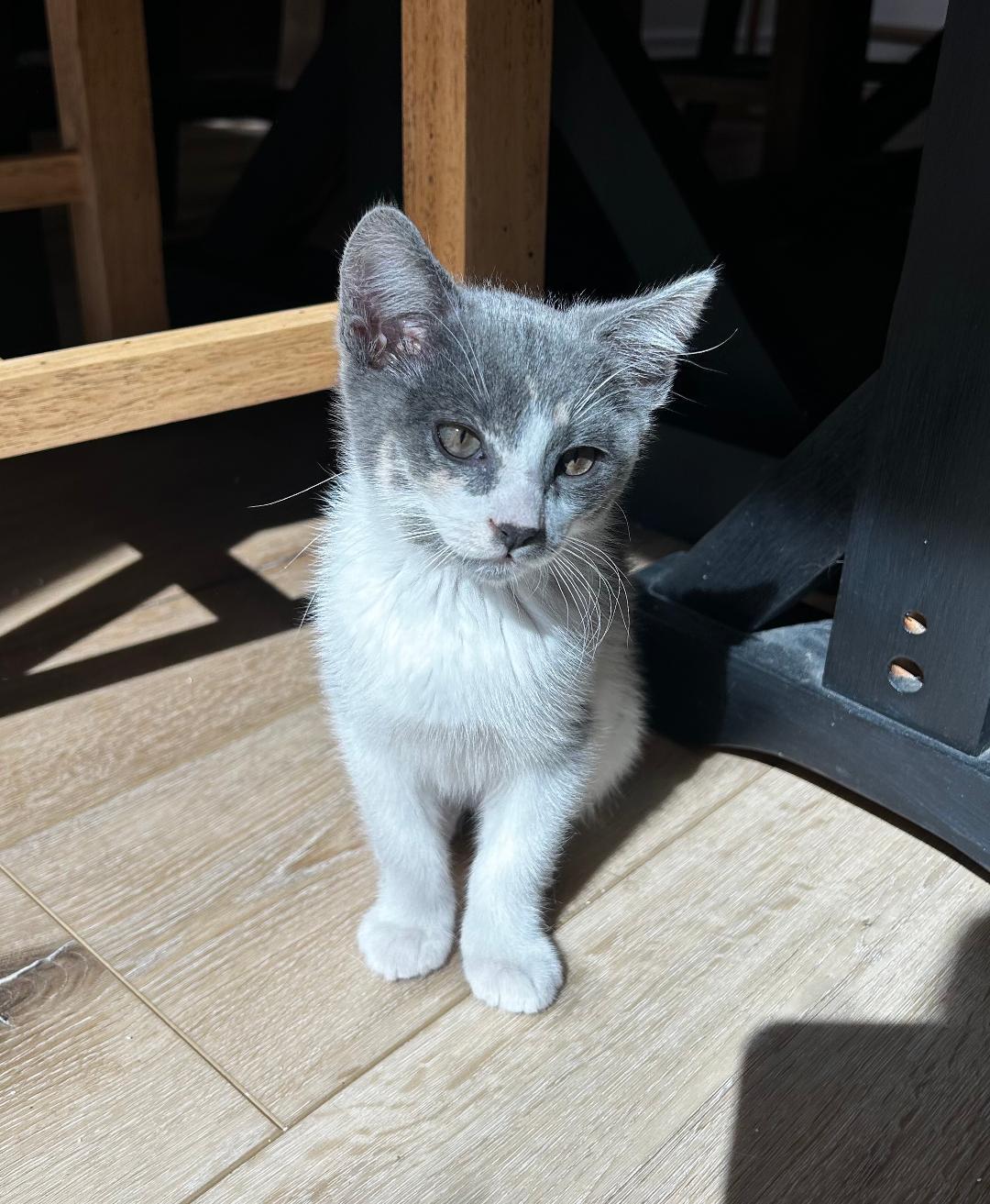 Daisy, a ADOPTABLE Domestic Short Hair in Oceanside, CA image 1/6