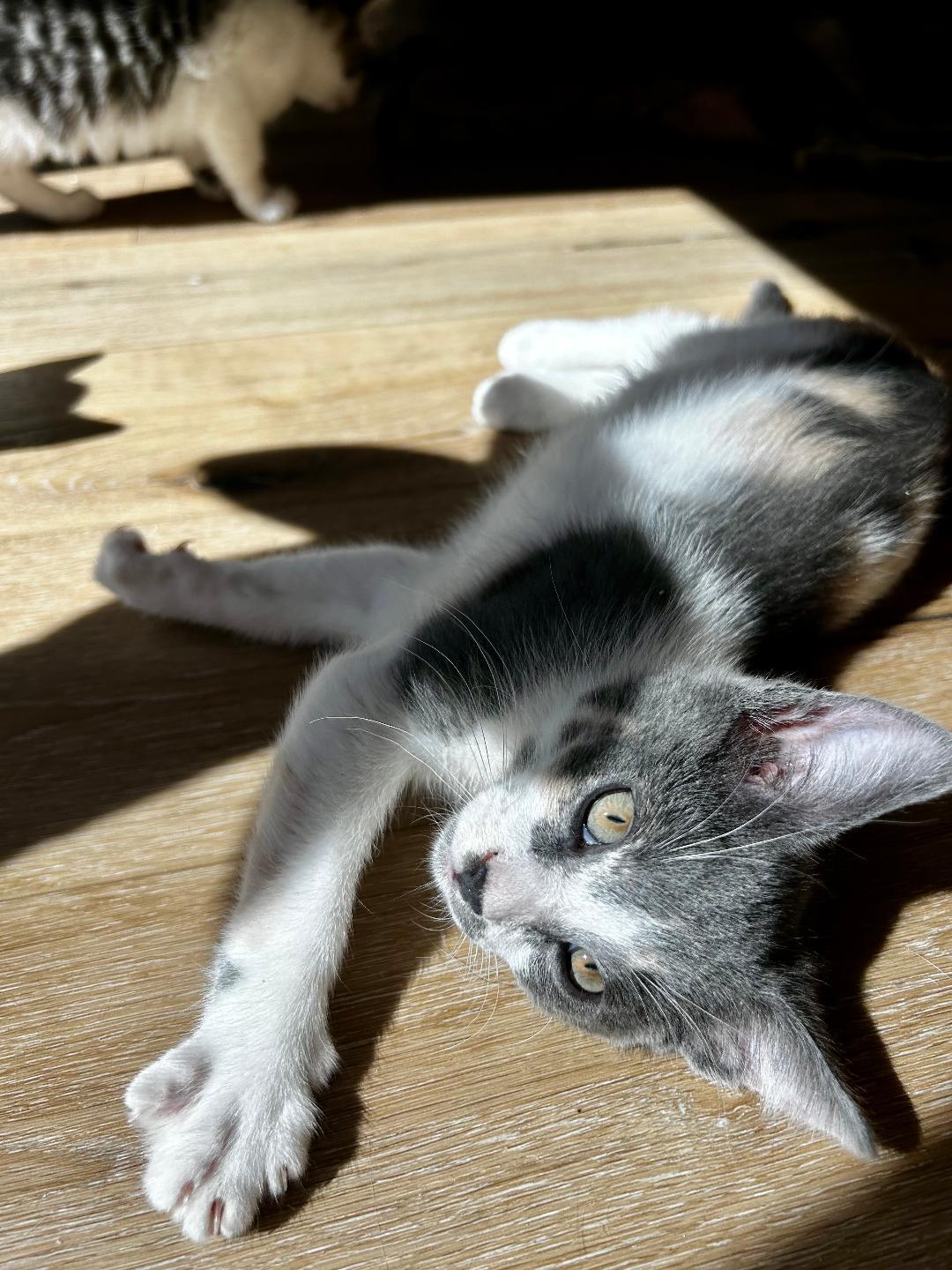 Daisy, a ADOPTABLE Domestic Short Hair in Oceanside, CA image 5/6