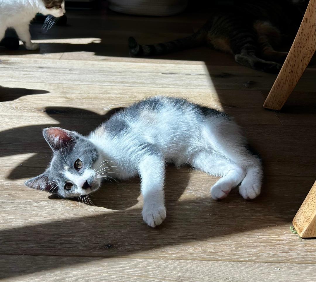 Daisy, a ADOPTABLE Domestic Short Hair in Oceanside, CA image 2/6