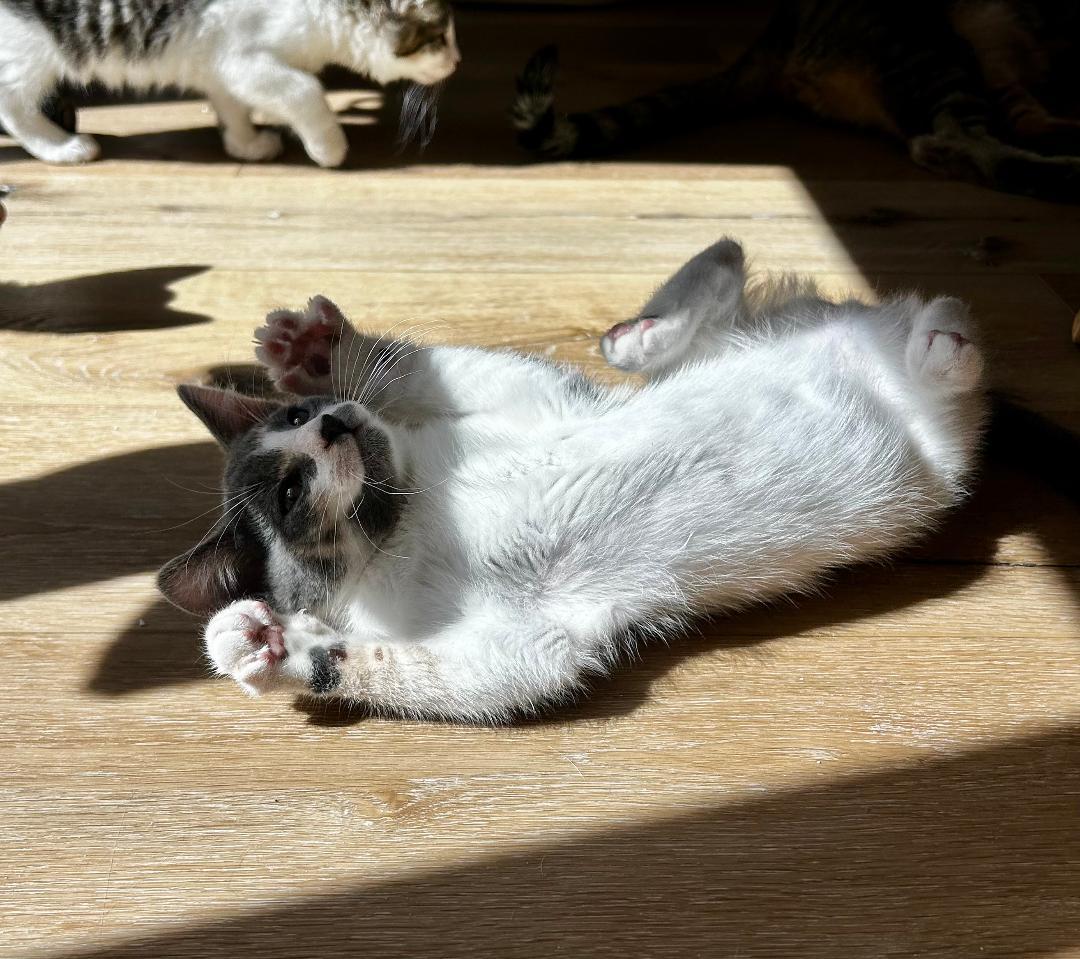 Daisy, a ADOPTABLE Domestic Short Hair in Oceanside, CA image 4/6