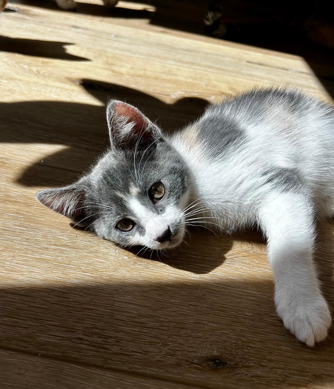 Daisy, a ADOPTABLE Domestic Short Hair in Oceanside, CA image 3/6