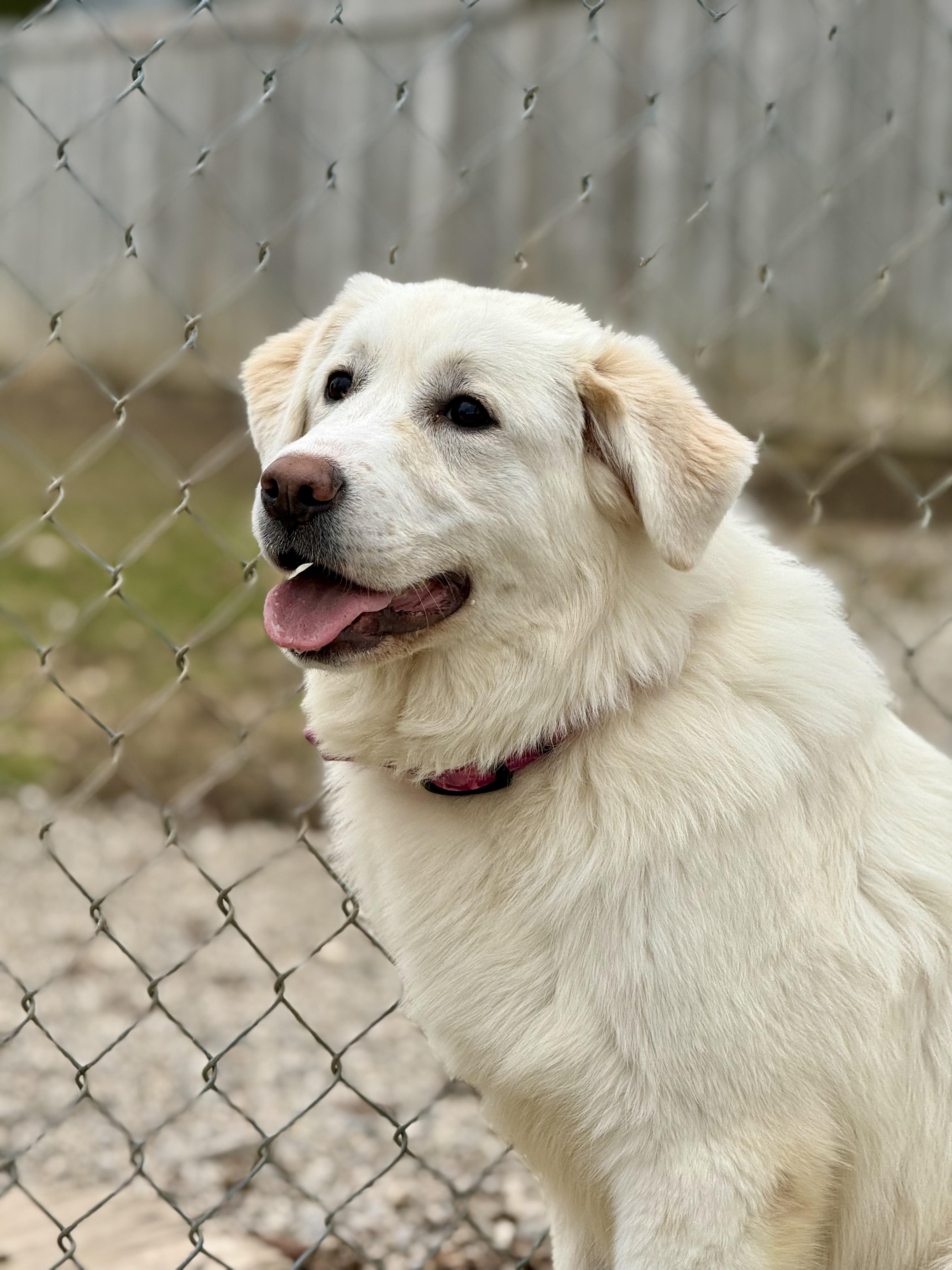 Rose, adopted, Young Female Great Pyrenees.