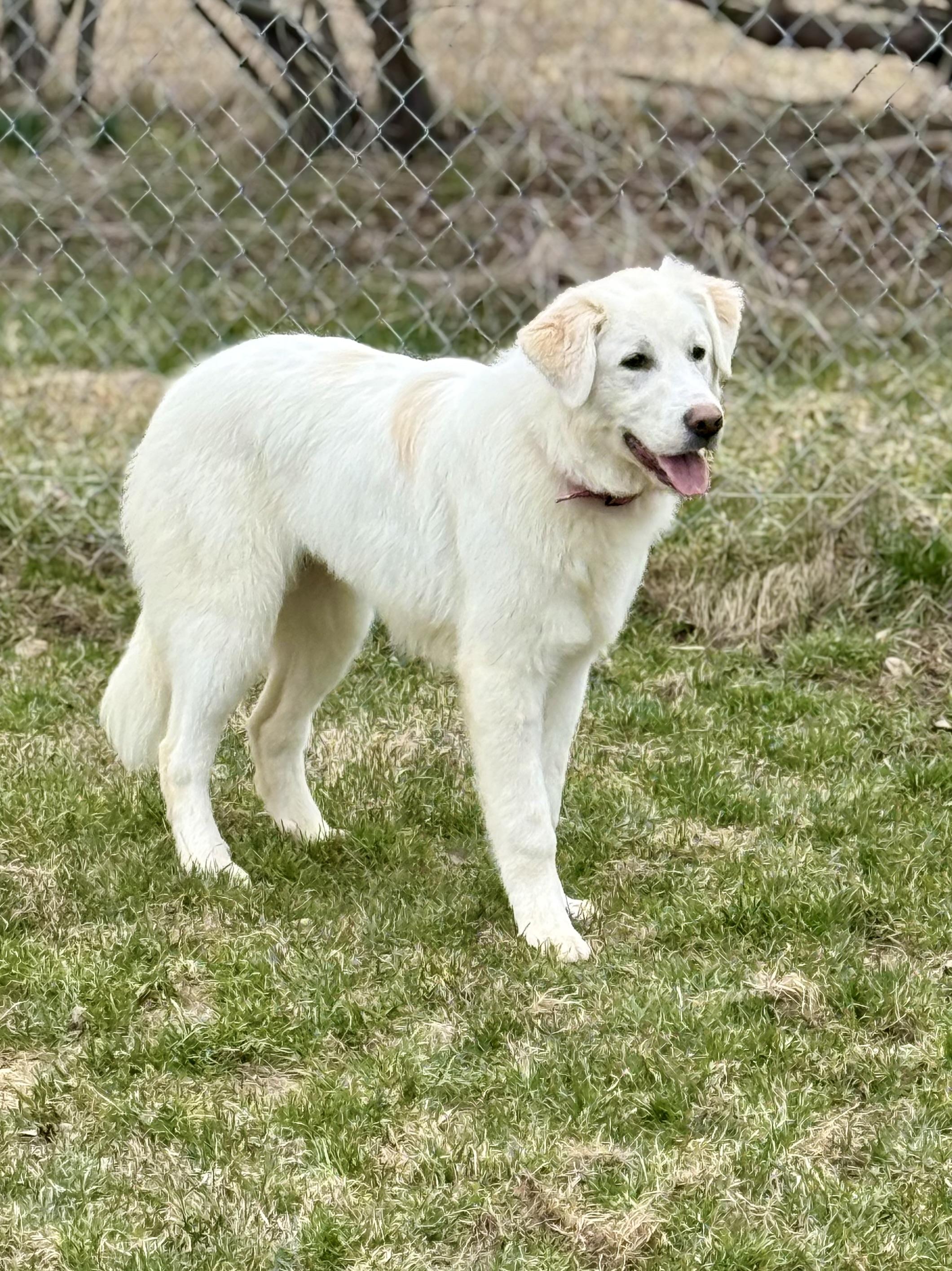 Rose, an adopted Great Pyrenees in Ilderton, ON image 2/4