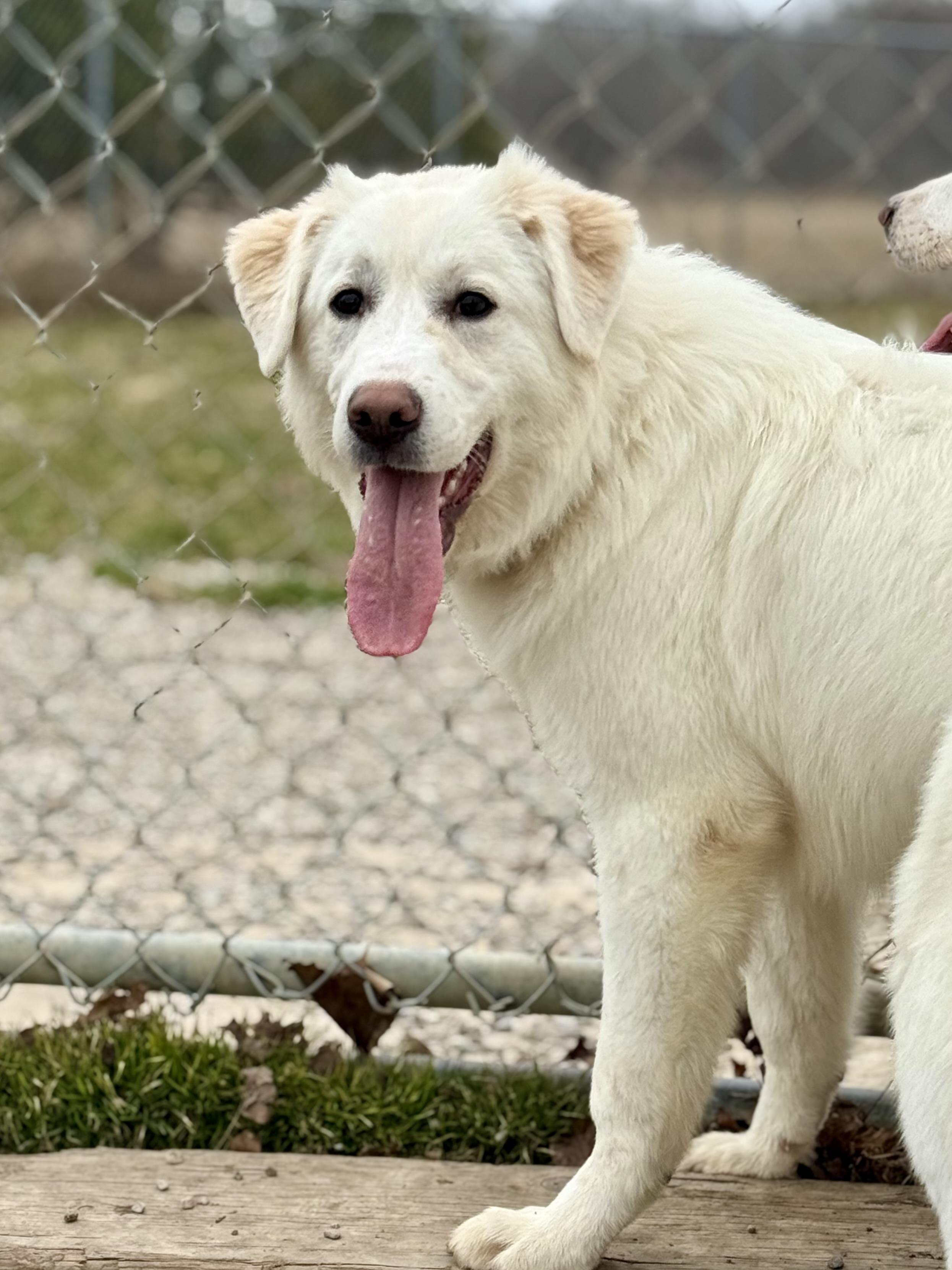 Rose, an adopted Great Pyrenees in Ilderton, ON image 4/4