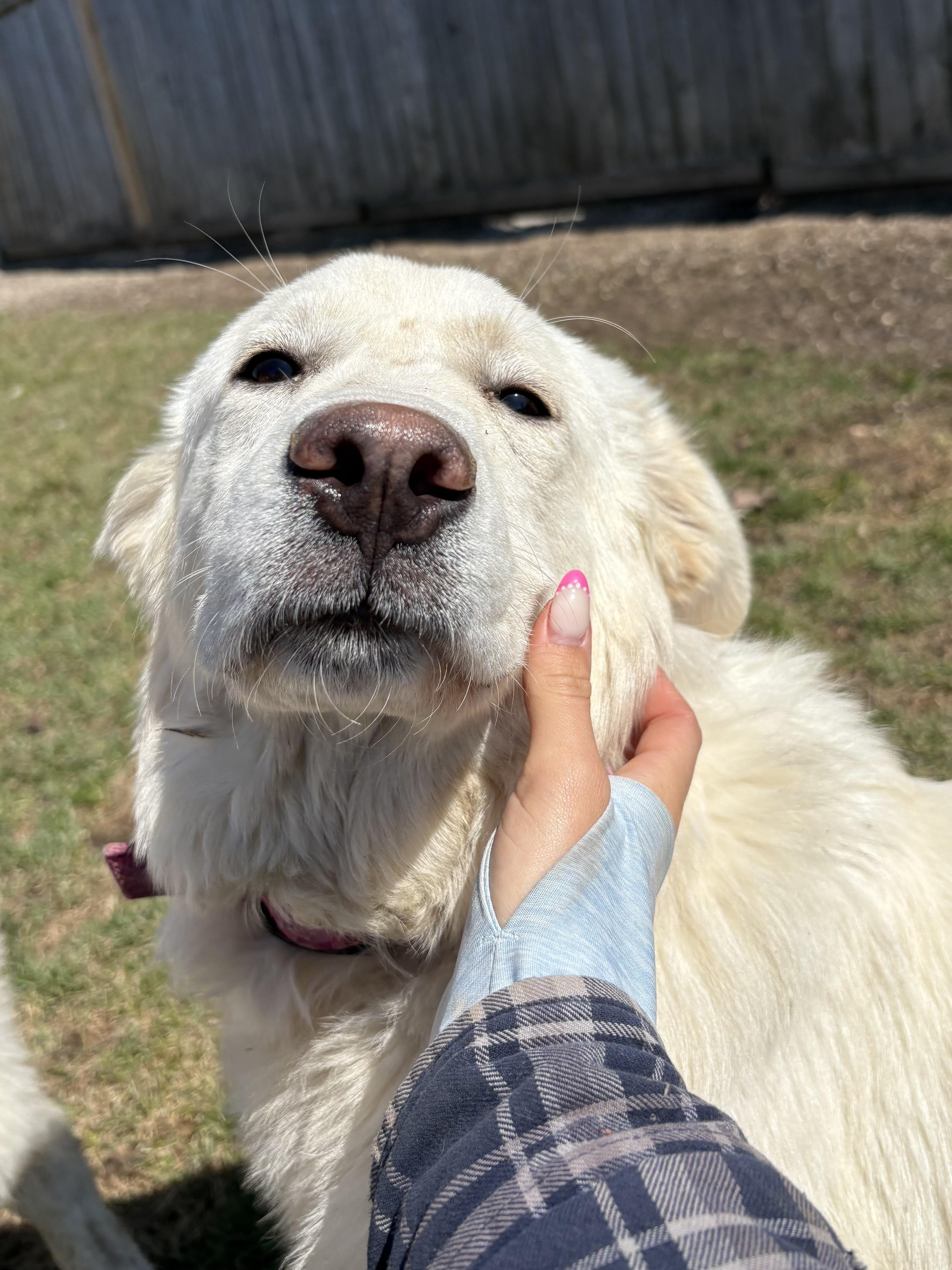 Rose, an adopted Great Pyrenees in Ilderton, ON image 3/4