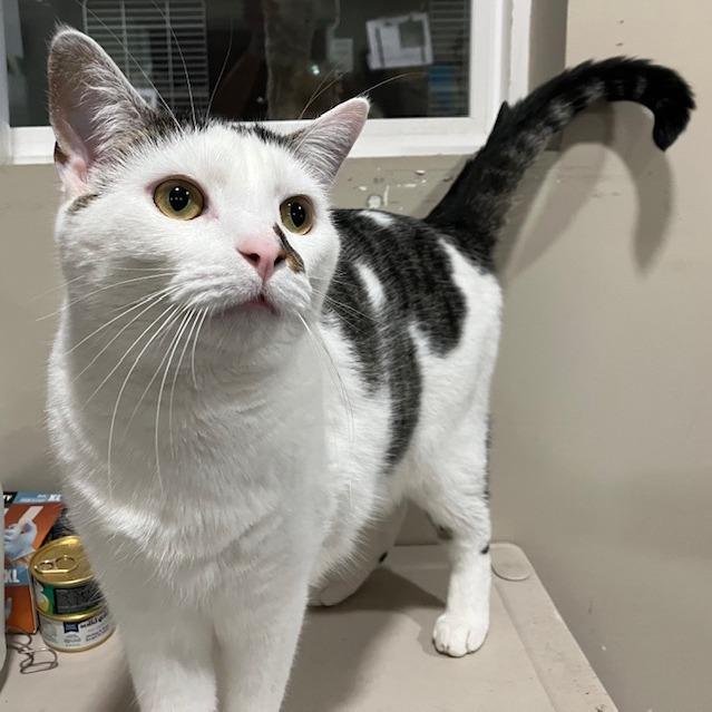 Jackson, Adoptable, Adult Male Domestic Short Hair.