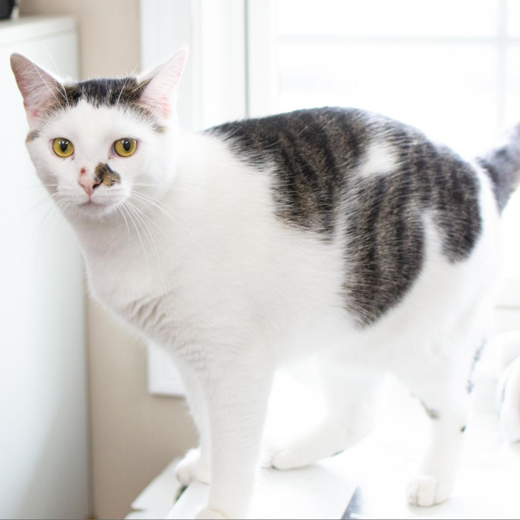 Jackson, Adoptable, Adult Male Domestic Short Hair.