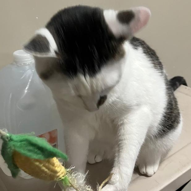 Enlarge Jackson, a Adoptable Domestic Short Hair in La Grange, KY image 2/6