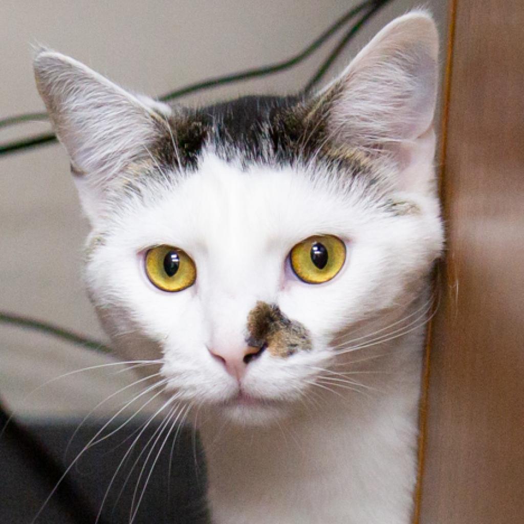 Enlarge Jackson, a Adoptable Domestic Short Hair in La Grange, KY image 3/6