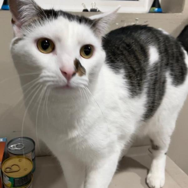 Enlarge Jackson, a Adoptable Domestic Short Hair in La Grange, KY image 4/6