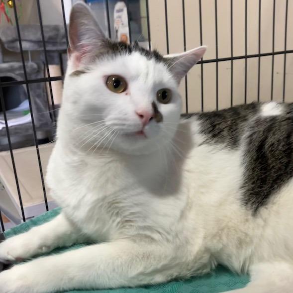 Enlarge Jackson, a Adoptable Domestic Short Hair in La Grange, KY image 5/6