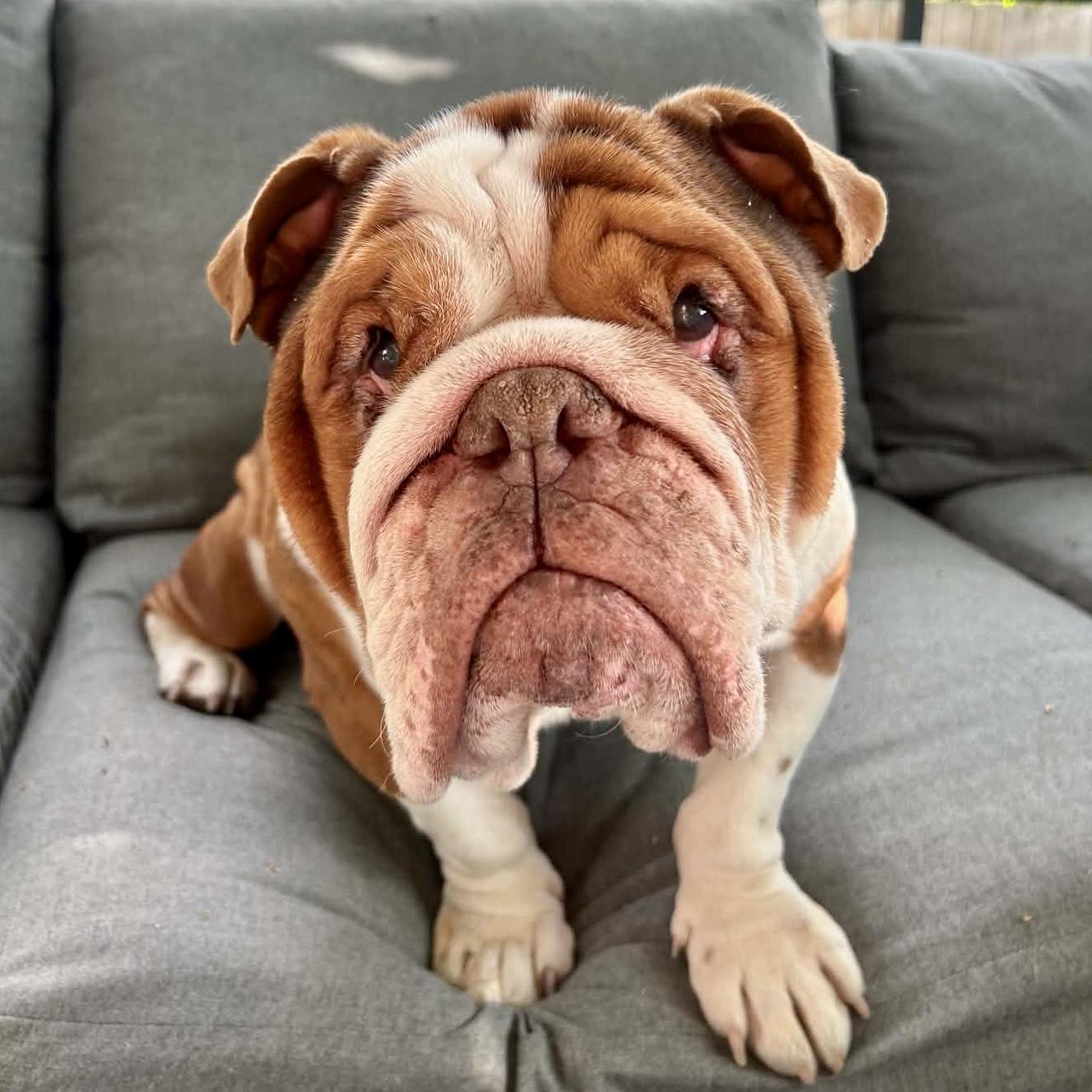 Chungus, adopted, Adult Male English Bulldog.