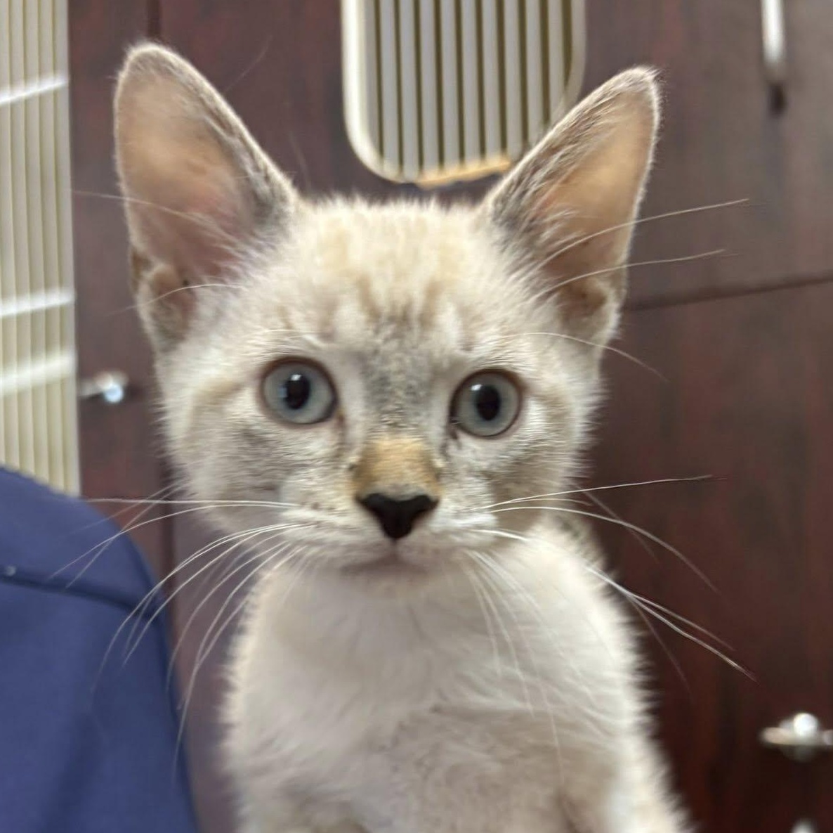 Annalee and Meeko, a ADOPTABLE Domestic Short Hair in Redmond, WA image 3/6