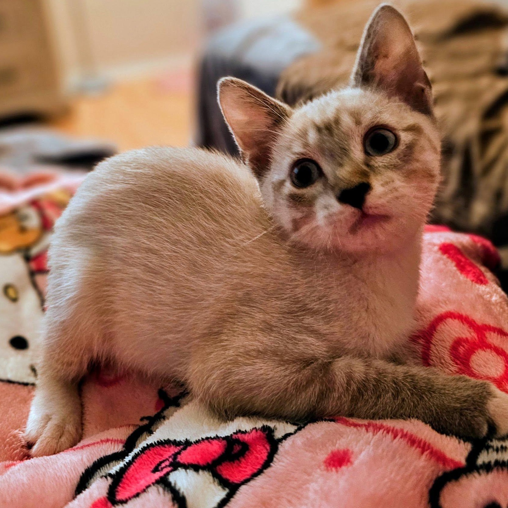 Annalee and Meeko, a ADOPTABLE Domestic Short Hair in Redmond, WA image 5/6