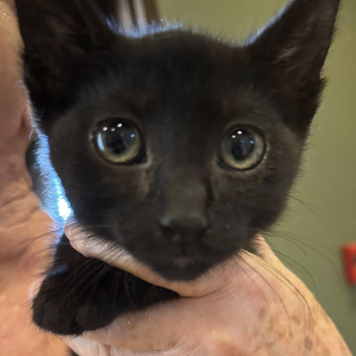 Annalee and Meeko, a ADOPTABLE Domestic Short Hair in Redmond, WA image 2/6