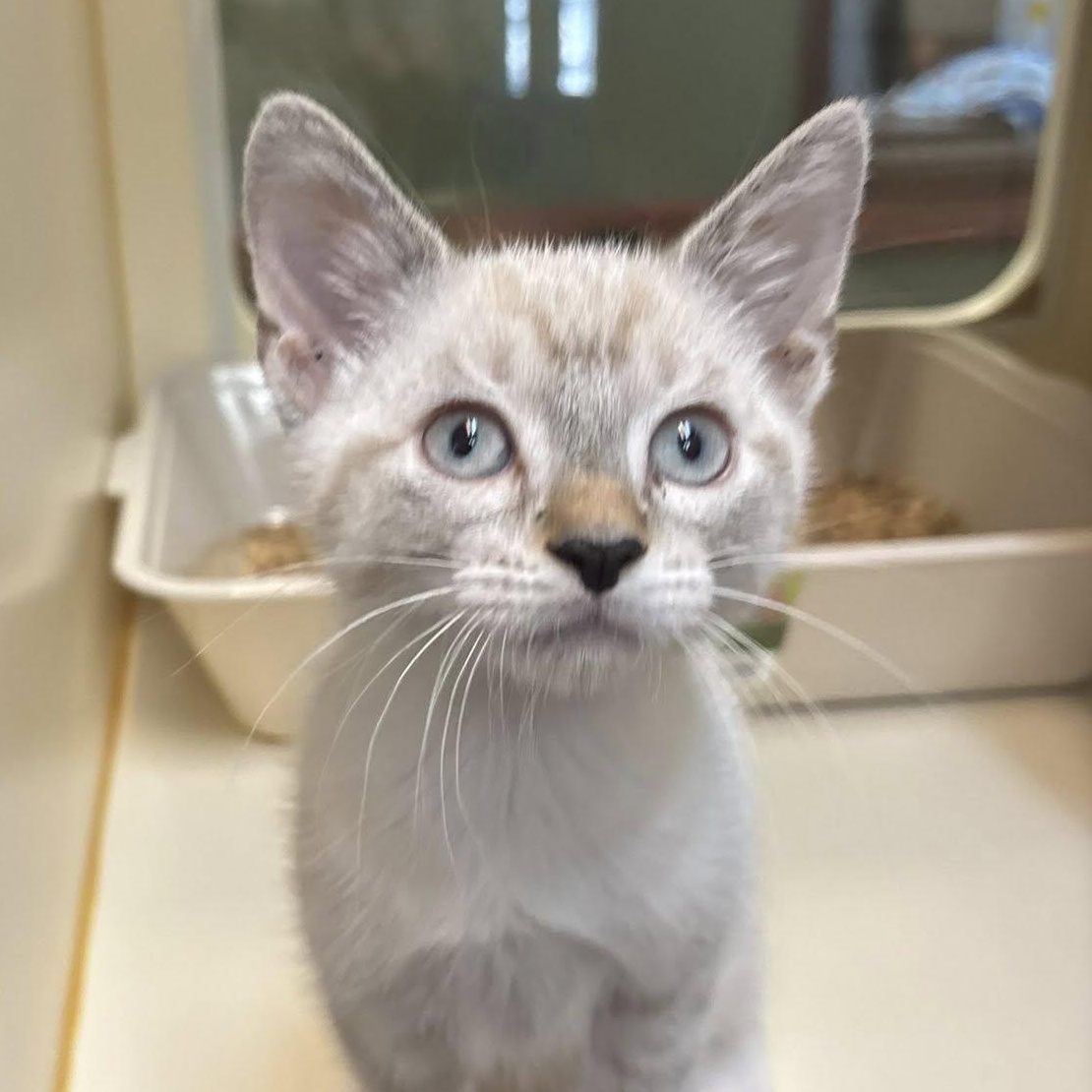 Annalee and Meeko, a ADOPTABLE Domestic Short Hair in Redmond, WA image 4/6