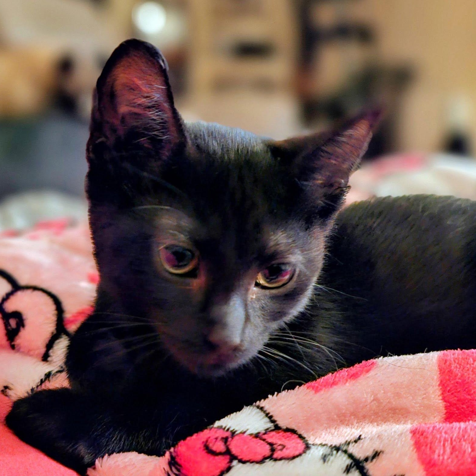 Annalee and Meeko, a ADOPTABLE Domestic Short Hair in Redmond, WA image 6/6