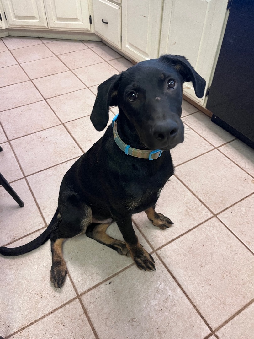 Rookie, a Adopted Black Labrador Retriever in Gilbert, AZ image 1/5